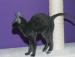 Kocieta cornish rex - Sprzedaż