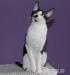 Kocieta cornish rex - Sprzedaż