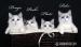Ragdoll - cudowne kociaki z hodowli Koc-Pol Cat - Sprzedaż
