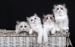 Ragdoll - cudowne kociaki z hodowli Koc-Pol Cat - Sprzedaż