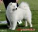 Samoyed / Samojed, miot wiosna / lato 2013 - Sprzedaż