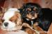 Kavalír King Charles Spaniel s PP - Prodej
