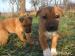 Krásne šteniatka rhodesian ridgebacka a NO - Darovanie