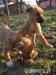 Krásne šteniatka rhodesian ridgebacka a NO - Darovanie