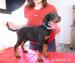 Doberman szczeniaki rodowodowe - Sprzedaż
