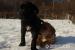 Cane corso - Predaj
