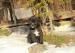 Cane corso - Predaj