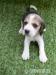 Beagle s PP - Prodej