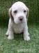 Beagle s PP - Prodej