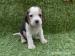Beagle s PP - Prodej