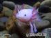 Axolotl - mlok mexický - Predaj