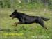 Beauceron štěňátka - Prodej