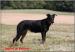 Beauceron štěňátka - Prodej