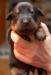 Beauceron štěňátka - Prodej