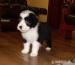 Bearded collie - Eladás