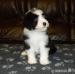 Bearded collie puppies - Sale