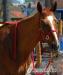 14 ročný skokový kôň - Predaj