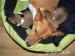 Basenji - Prodej