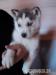 Sibirsky husky - Predaj