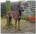 2 letni pies w typie greyhounda - Sprzedaż