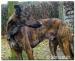 2 letni pies w typie greyhounda - Sprzedaż