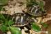 Żółwie greckie, żółwie lądowe - Sprzedaż