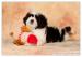 Shih Tzu - šteniatka - Predaj