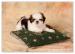 Shih Tzu - šteniatka - Predaj