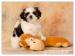 Shih Tzu - šteniatka - Predaj