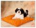 Shih Tzu - šteniatka - Predaj