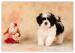 Shih Tzu - šteniatka - Predaj