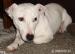 Jack russel terier - Predaj