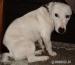 Jack russel terier - Predaj