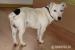 Jack russel terier - Predaj