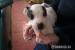 Jack Russel - Predaj