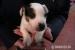 Jack Russel - Predaj