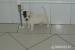 Jack Russel Terier - Predaj