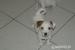 Jack Russel Terier - Predaj