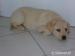 Labrador - Predaj