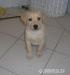 Labrador - Predaj