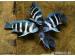 Ryby Tanganika C.Frontosa Moba Blue Zaire - Sprzedaż