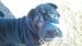 Shar-pei, Šarpej - predaj - Predaj