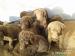 Chesapeake bay retrievr - Výmarský ohař - štěňata  - Prodej