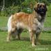 Leonberger štěňátka s PP - Prodej
