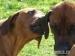 Rhodesky Ridgeback 12-12.2012 - Prodej