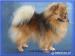 Německý špic - Pomeranian - Prodej