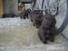 Labrador retriever - Predaj