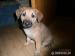 Steniatka belg. ovciaka malinois - Darovanie