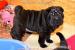 Štěňata Shar-Pei šapej - Prodej