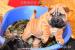 Štěňata Shar-Pei šapej - Prodej